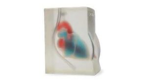 Trainingsblock für Herzultraschall (transparent)